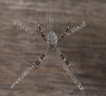 0921-1454 NT Kakadu spider (9212855)